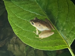 Craugastor crassidigitus