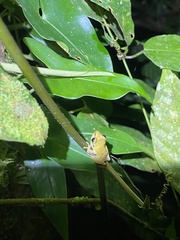 Pristimantis ridens