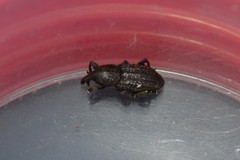 Mitoplinthus caliginosus