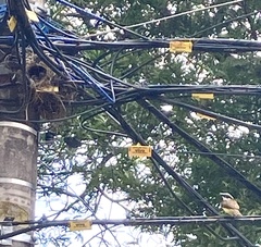 Pitangus sulphuratus