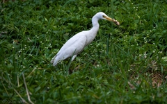 Bubulcus ibis