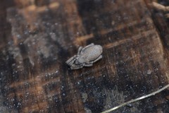 Anelasmocephalus cambridgei