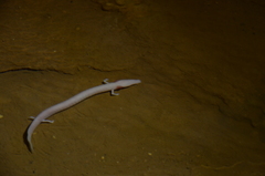 Proteus anguinus anguinus
