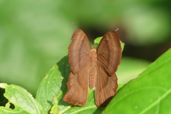 Abisara echerius