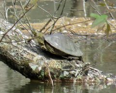Graptemys sabinensis