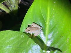 Craugastor crassidigitus