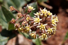 Xysmalobium prunelloides
