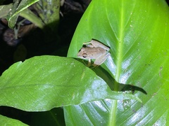 Craugastor crassidigitus