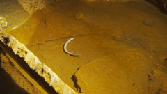 Proteus anguinus anguinus