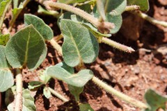 Xysmalobium prunelloides