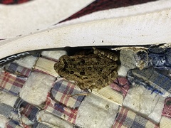 Incilius coccifer