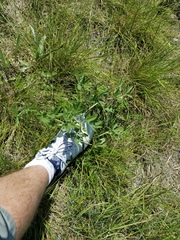 Pediomelum cuspidatum