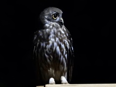 Ninox connivens peninsularis