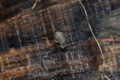 Anelasmocephalus cambridgei