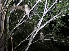 Ninox connivens peninsularis