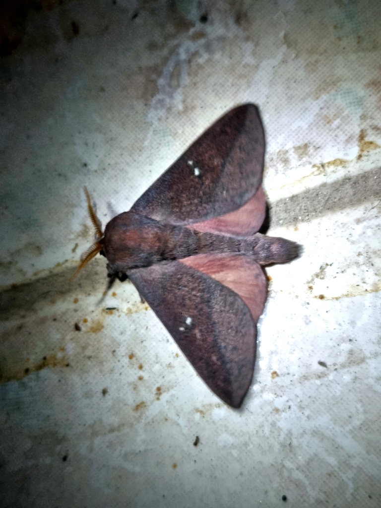 Adeloneivaia sabulosa