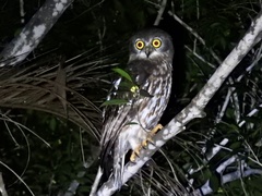 Ninox connivens peninsularis