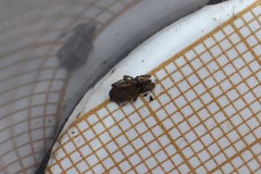 Anelasmocephalus cambridgei