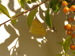 Catopsilia florella