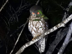 Ninox connivens peninsularis