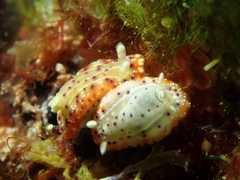 Goniobranchus decorus