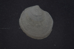 Lucinella divaricata