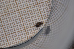 Anelasmocephalus cambridgei