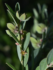 Phyllanthus fuernrohrii