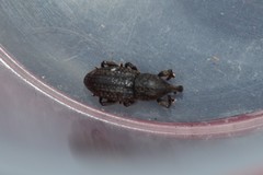 Mitoplinthus caliginosus