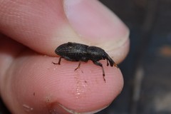 Mitoplinthus caliginosus