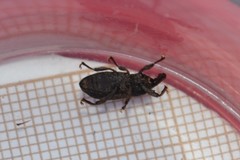 Mitoplinthus caliginosus