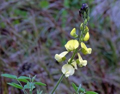 Crotalaria micans
