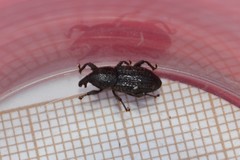 Mitoplinthus caliginosus