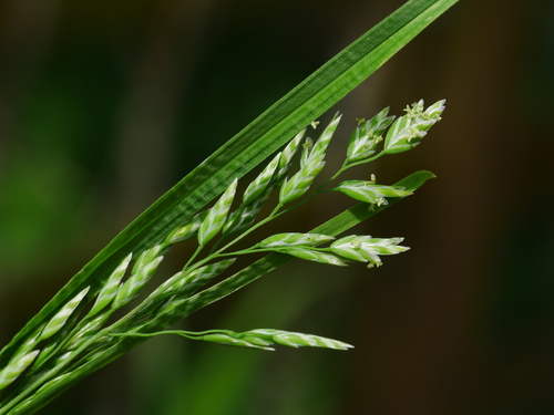 Poa pratensis — photo 3