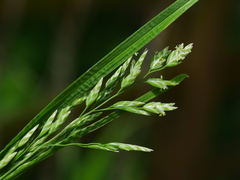 Kentucky bluegrass (Poa pratensis)