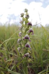 Disperis cardiophora