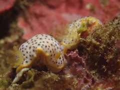 Chromodoris aspersa