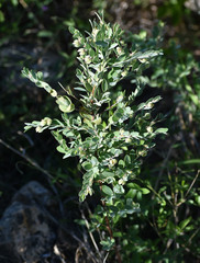 Phyllanthus fuernrohrii