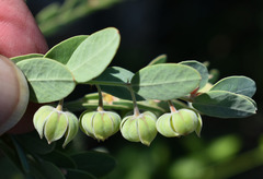 Phyllanthus fuernrohrii