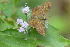 Pseudocoladenia dan