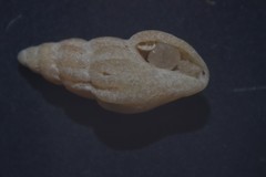Propebela