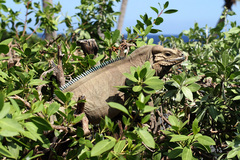 Cyclura cornuta