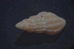 Propebela