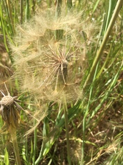Tragopogon porrifolius