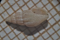 Propebela