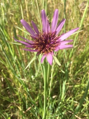 Tragopogon porrifolius