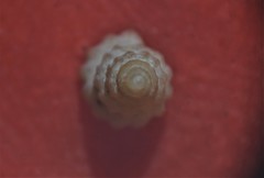 Propebela