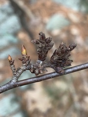 Eriophyes betulae