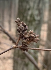 Eriophyes betulae