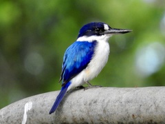 Todiramphus macleayii